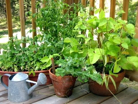 مبادئ العناية بالحدائق